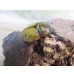 画像4: ☆新成虫☆ティティウスシロカブト♂53ミリ♀48ミリペア販売！！ (4)
