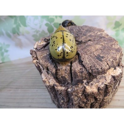 画像3: ☆新成虫☆ティティウスシロカブト♂53ミリ♀48ミリペア販売！！