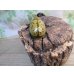 画像3: ☆新成虫☆ティティウスシロカブト♂53ミリ♀48ミリペア販売！！ (3)