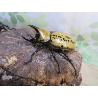 ☆新成虫☆ティティウスシロカブト♂53ミリ♀47ミリペア販売！！