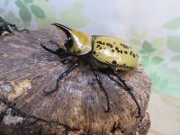 ☆新成虫☆ティティウスシロカブト♂53ミリ♀47ミリペア販売！！