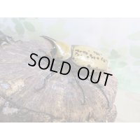 ☆新成虫☆ティティウスシロカブト♂53ミリ♀47ミリペア販売！！