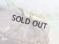 ☆新成虫☆ティティウスシロカブト♂53ミリ♀47ミリペア販売！！