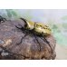 画像1: ☆新成虫☆ティティウスシロカブト♂53ミリ♀47ミリペア販売！！ (1)