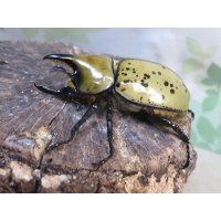☆新成虫☆ティティウスシロカブト♂53ミリ♀48ミリペア販売！！