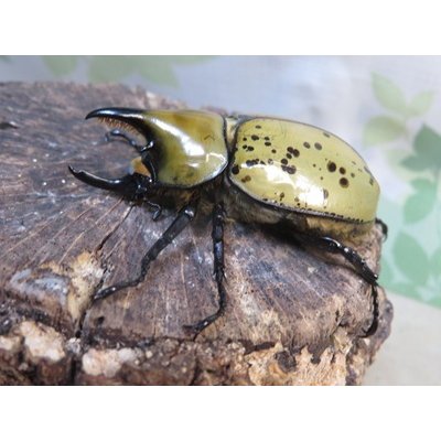 画像1: ☆新成虫☆ティティウスシロカブト♂53ミリ♀48ミリペア販売！！