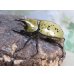 画像1: ☆新成虫☆ティティウスシロカブト♂53ミリ♀48ミリペア販売！！ (1)