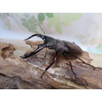 ☆新成虫☆ボーリンフタマタクワガタ（原名亜種）♂67ミリ♀40ミリ別血統ペア販売！！