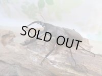 ☆新成虫☆ボーリンフタマタクワガタ（原名亜種）♂67ミリ♀40ミリ別血統ペア販売！！