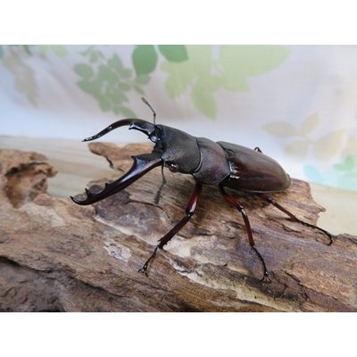 画像1: ☆新成虫☆ボーリンフタマタクワガタ（原名亜種）♂67ミリ♀40ミリ別血統ペア販売！！