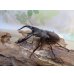 画像1: ☆新成虫☆ボーリンフタマタクワガタ（原名亜種）♂67ミリ♀40ミリ別血統ペア販売！！ (1)