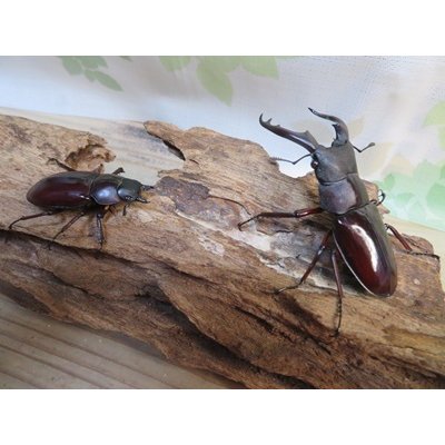 画像5: ☆新成虫☆ボーリンフタマタクワガタ（原名亜種）♂67ミリ♀40ミリ別血統ペア販売！！