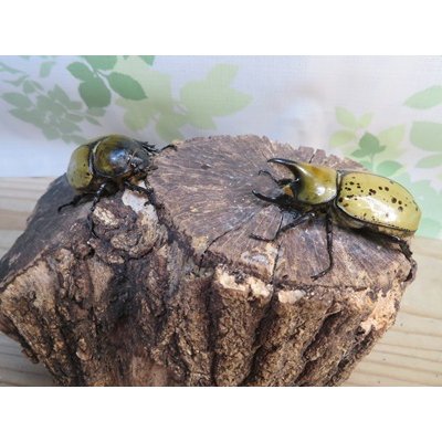 画像5: ☆新成虫☆ティティウスシロカブト♂53ミリ♀48ミリペア販売！！