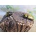 画像5: ☆新成虫☆ティティウスシロカブト♂53ミリ♀48ミリペア販売！！ (5)