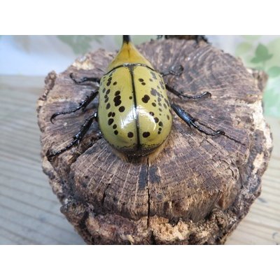 画像3: ☆新成虫☆ティティウスシロカブト♂53ミリ♀47ミリペア販売！！