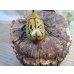 画像3: ☆新成虫☆ティティウスシロカブト♂53ミリ♀47ミリペア販売！！ (3)