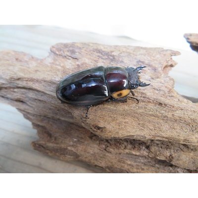 画像4: ☆人気種☆ファブリースノコギリクワガタ（亜種タカクワイ）♂53ミリ♀38ミリ新成虫ペア販売！！