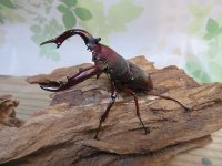 ☆人気種☆フォルスターフタマタクワガタ（亜種ニシ）♂78ミリ♀42ミリ新成虫ペア販売！！
