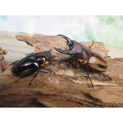 画像5: ☆人気種☆ファブリースノコギリクワガタ（亜種タカクワイ）♂53ミリ♀38ミリ新成虫ペア販売！！