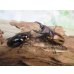 画像5: ☆人気種☆ファブリースノコギリクワガタ（亜種タカクワイ）♂53ミリ♀38ミリ新成虫ペア販売！！ (5)