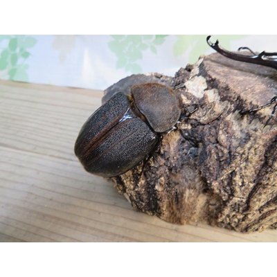 画像4: ☆新成虫☆D.H.オキシデンタリス♂123ミリ♀71ミリペア販売！！