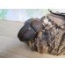 画像4: ☆新成虫☆D.H.オキシデンタリス♂123ミリ♀71ミリペア販売！！ (4)