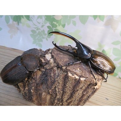 画像5: ☆新成虫☆D.H.オキシデンタリス♂123ミリ♀71ミリペア販売！！