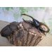 画像5: ☆新成虫☆D.H.オキシデンタリス♂123ミリ♀71ミリペア販売！！ (5)