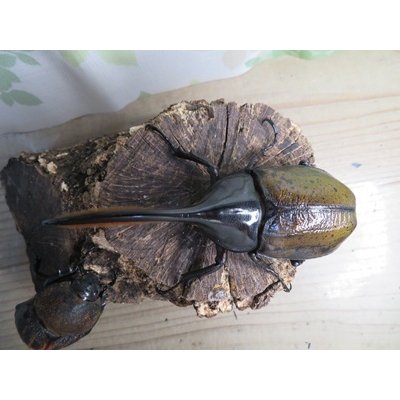 画像2: ☆新成虫☆D.H.オキシデンタリス♂123ミリ♀71ミリペア販売！！