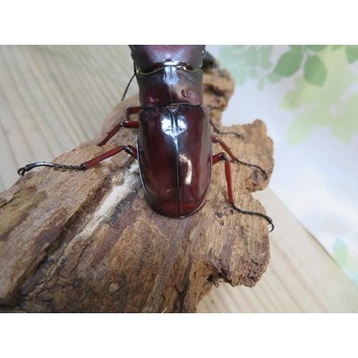 画像3: ☆人気種☆フォルスターフタマタクワガタ（亜種ニシ）♂78ミリ♀42ミリ新成虫ペア販売！！