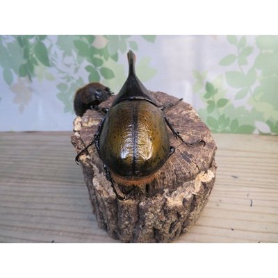 画像3: ☆新成虫☆D.H.オキシデンタリス♂123ミリ♀71ミリペア販売！！