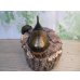 画像3: ☆新成虫☆D.H.オキシデンタリス♂123ミリ♀71ミリペア販売！！ (3)