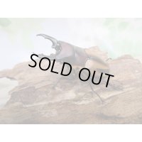 ☆人気種☆ファブリースノコギリクワガタ（亜種タカクワイ）♂53ミリ♀38ミリ新成虫ペア販売！！