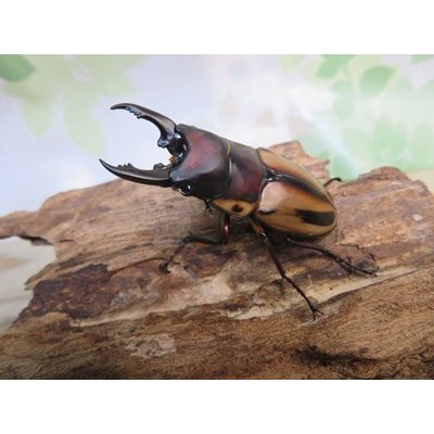 画像1: ☆人気種☆ファブリースノコギリクワガタ（亜種タカクワイ）♂53ミリ♀38ミリ新成虫ペア販売！！
