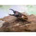 画像1: ☆人気種☆ファブリースノコギリクワガタ（亜種タカクワイ）♂53ミリ♀38ミリ新成虫ペア販売！！ (1)