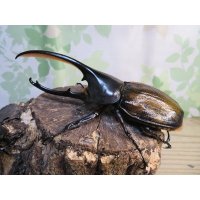 ☆新成虫☆D.H.オキシデンタリス♂123ミリ♀71ミリペア販売！！