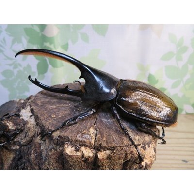 画像1: ☆新成虫☆D.H.オキシデンタリス♂123ミリ♀71ミリペア販売！！