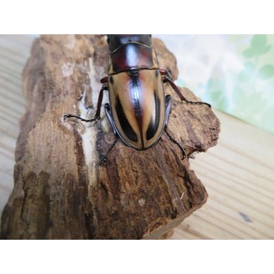 画像3: ☆人気種☆ファブリースノコギリクワガタ（亜種タカクワイ）♂53ミリ♀38ミリ新成虫ペア販売！！