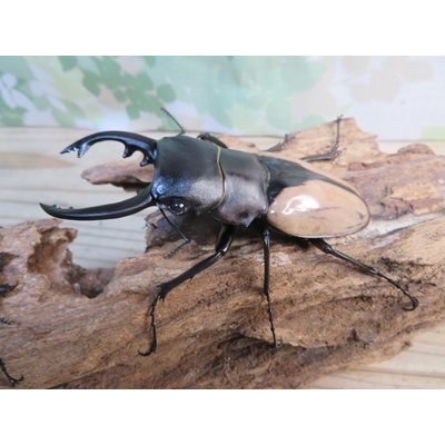 画像1: 当店認定ブリーダーより入荷☆人気種☆ブルマイスターツヤクワガタ（中歯）♂85ミリ♀52ミリ新成虫ペア販売！！