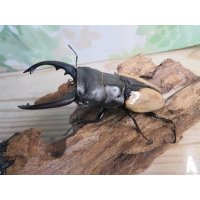 当店認定ブリーダーより入荷☆人気種☆ブルマイスターツヤクワガタ（長歯）♂94ミリ♀54ミリ大型新成虫ペア販売！！