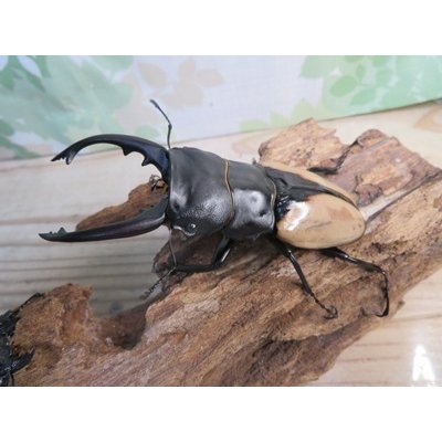 画像1: 当店認定ブリーダーより入荷☆人気種☆ブルマイスターツヤクワガタ（長歯）♂94ミリ♀54ミリ大型新成虫ペア販売！！