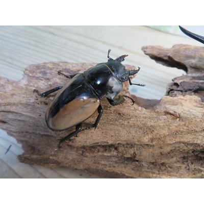 画像4: 当店認定ブリーダーより入荷☆人気種☆ブルマイスターツヤクワガタ（中歯）♂85ミリ♀52ミリ新成虫ペア販売！！