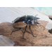 画像4: 当店認定ブリーダーより入荷☆人気種☆ブルマイスターツヤクワガタ（長歯）♂94ミリ♀54ミリ大型新成虫ペア販売！！ (4)