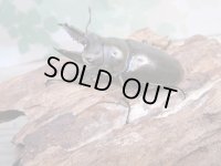 ☆美麗種☆ババオウゴンオニクワガタ♂53ミリ♀41ミリ新成虫ペア販売！！