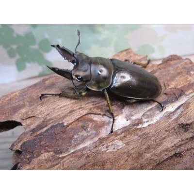画像1: ☆美麗種☆ババオウゴンオニクワガタ♂53ミリ♀41ミリ新成虫ペア販売！！