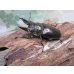 画像1: ☆美麗種☆ババオウゴンオニクワガタ♂53ミリ♀41ミリ新成虫ペア販売！！ (1)