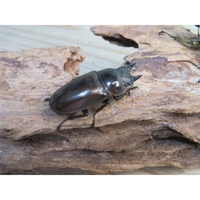 画像4: ☆美麗種☆ババオウゴンオニクワガタ♂53ミリ♀41ミリ新成虫ペア販売！！