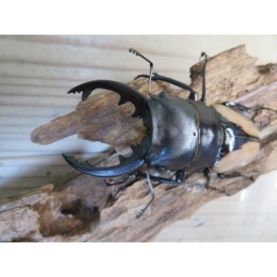 画像2: 当店認定ブリーダーより入荷☆人気種☆ブルマイスターツヤクワガタ（中歯）♂85ミリ♀52ミリ新成虫ペア販売！！