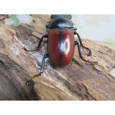 画像3: チベット産☆WF4☆ドンキエールコクワガタ（赤ドンキ）♂57ミリ♀37ミリ新成虫ペア販売！！