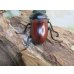 画像3: チベット産☆WF4☆ドンキエールコクワガタ（赤ドンキ）♂57ミリ♀37ミリ新成虫ペア販売！！ (3)